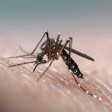 Diseases Spread By Mosquitos Ticks On Rise For Summer 2018 How To Protect Yourself Allure