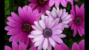 Image result for The best Flower in the world