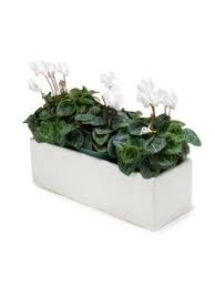 13 X 5 White Ceramic Large Slim Long Planter Planter Boxes Flowers Long Planter Boxes Long Planter