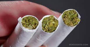 En décembre 2018, un rapport de l'observatoire français des drogues et des toxicomanies (ofdt) a d'ailleurs mis en lumière une augmentation de la consommation de cette drogue. Fumer Du Cannabis Sans Tabac Qu Est Ce Le Cannabis Pur Sensi Seeds