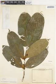 Image result for Ipomoea linosepala