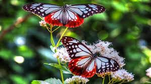 Premium selection of designer fabrics & wallpapers. Beautiful Butterflies Red And Black And White Wallpapers Hd Desktop And Mobile Backgrounds