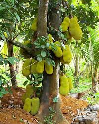 Jack Fruit In Suriname Jackfruit Tree Jackfruit Trees To Plant
