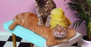 Kediler Icin Refleksoloji 2 Kedi Kediler Ve Yavrulari Komik Hayvan Videolari