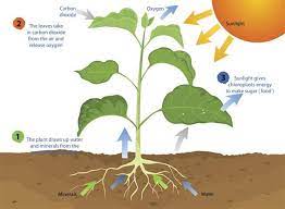 Maybe you would like to learn more about one of these? All You Need To Know About Photosynthesis And Cellular Respiration Imagenes De La Fotosintesis Fotosintesis Plantas
