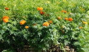 Image result for Tagetes erecta