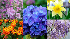 I fiori lilla rappresentano il risveglio dell'anima e la congiunzione tra corpo e mente. 13 Meravigliosi Fiori Velenosi Guida Giardino