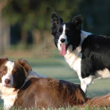 96 Cute Names For Multicolored And Split Face Dogs Pethelpful