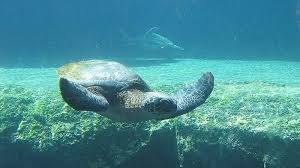 Who brought pigs, horses, sheep, goats and dogs with them. Protecting Endangered Species In Hawaii Panda Travel