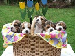 Get your beagle dog through lancaster puppies. The National Beagle Club Of America Inc Breeders