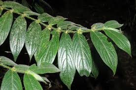 Image result for Lasianthus