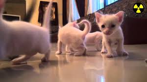 أذابت قطة في تركيا القلوب بعد دخولها المستشفى وهي تحمل صغيرها المولود حديثًا في فمها وتطلب المساعدة الطبية. ÙÙ„ÙˆÙ‚ ÙˆØ­Ø´ØªÙƒÙ… Ø§Ù„Ù‚Ø·Ø· Ø¹Ù†Ø¯Ù†Ø§ 12 Ù‚Ø·Ø© Youtube