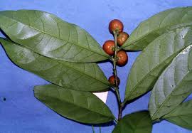 Image result for Suregada