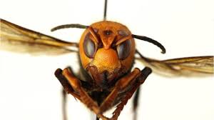 Whatever reason you have to get rid of wasps, this section is for you. Fact Check Paper Bags And Other Decoy Nests Do Not Deter Wasps