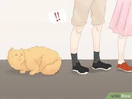 Deine katze pinkelt einfach überall hin? Vermeiden Dass Deine Katze Auf Den Teppich Uriniert Wikihow