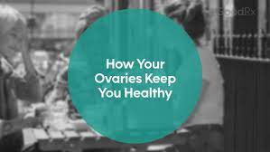 4 Ways Your Ovaries Help Keep Your Whole Body Healthy - Goodrx