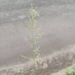 Image result for Eragrostis plana