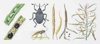 AgrárUnió - Védelem a repce virágzásakor is