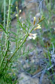 Image result for Carrichtera annua