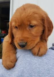 Look at pictures of golden retriever puppies in tampa who need a adopt a golden retriever near you in tampa, florida. Dark Red Golden Retriever Puppies For Sale Near Me Petfinder