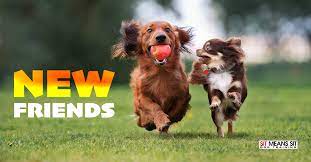Does My Dog Need A Friend Sit Means Sit Dog Training