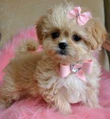 Tiny Peekapoo Puppy Adorable Golden Princess Sold Moving To New York Cute Baby Animals Cute Dogs Cute Puppies