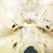 In this article we will discuss the anatomy, its contents and clinical relevance of the mandibular mandibular foramen. Pdf A Morphometric Analysis And Study Of Variations Of Foramina In The Floor Of The Middle Cranial Fossa