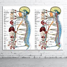 human organs medical anatomical chart canvas poster