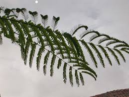 Image result for Schizolobium parahyba