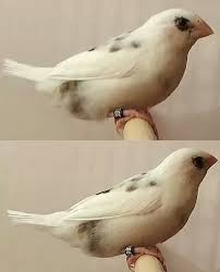 The Rare Spotted Back Bengalese Society Finch Pet Birds