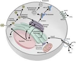 Check spelling or type a new query. The Ins And Outs Of Lipid Rafts Functions In Intracellular Cholesterol Homeostasis Microparticles And Cell Membranes Journal Of Lipid Research