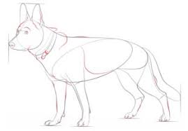 Hund Schaferhund Zeichnen Lernen Schritt Fur Schritt Tutorial Zeichnen Leicht Gemacht