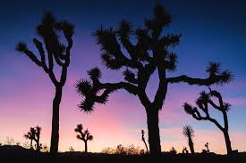 A photo from a trip a rock climbing trip i took with a few friends up to joshua tree. Joshua Tree Silhouettes Photograph By Patrick Barron