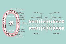 The chart begins with the number one, which is the utmost in the upper right side, following to the front of the teeth and then to the opposite side to the back. Rogoff Dental Group Human Teeth Diagram