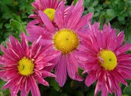 Chrysanthemum Indicum Hybride Oury Herbst Chrysantheme Stauden Stauden Von A Bis D Chrysanthemum Herbst Chrys Chrysantheme Chrysanthemen Stauden
