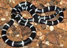 Bandy Bandy Snake Vermicella Annulata Amphibians Snake Reptiles