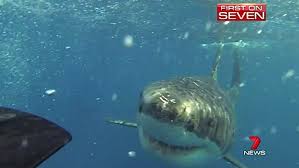 No Cookies Perth Now Shark Shark Attack Great White Shark Attack