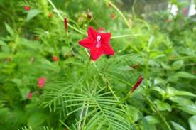 It produces hundreds of small, red star shaped flowers in the summer. Plant Cypress Vine For Hummingbirds And Butterflies Birds And Blooms