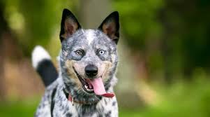 Do not give up and spend some time with it and trained him as a puppy and believe me you will never face these kinds of issues. Australian Cattle Dog Blue Heeler Breed Info Facts Traits More