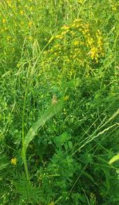 Image result for Panicum carneovaginatum