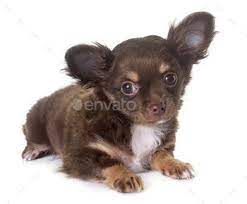 Puppy Chihuahua In Studio Puppies Cute Chihuahua Chihuahua