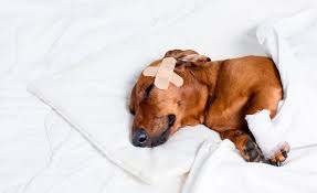 Can I Put Neosporin On My Dog For Minor Cuts