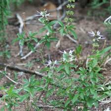 Image result for Ocimum angustifolium