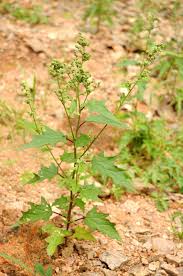 Image result for Chenopodiastrum