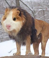 Hilarious Hybrid Animals Mom Me Weird Animals Photoshopped Animals Funny Animal Pictures