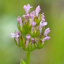 Image result for Valerianaceae