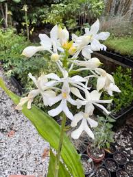 Image result for Brachycorythis pleistophylla