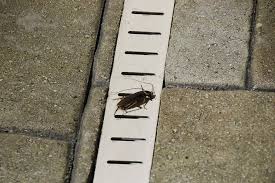 Very Large Roach At Pool Picture Of Country Inn Suites By Radisson Virginia Beach Oceanfront Va Tripadvisor