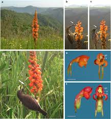 Image result for Satyrium sceptrum