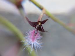 Image result for Bulbophyllum schinzianum